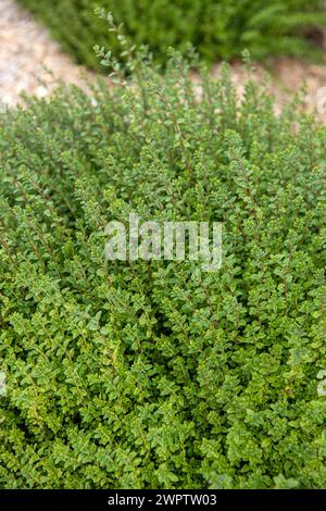 Glänzende Geißblatt (Lonicera nitida „Tidy Tips“), Cambridge Botanical Garden, Frankreich Stockfoto