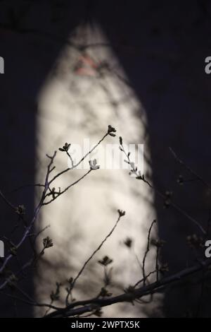 Washington, DC, USA. März 2024. Blick auf das Washington Monument, während die Kirschblüten am 8. März 2024 bis zur 3. Bühne blühen. Quelle: Mi34/Media Punch/Alamy Live News Stockfoto