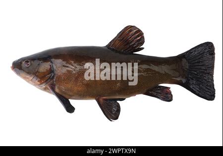 Fließende Schleie isoliert auf weißem Hintergrund. Stockfoto