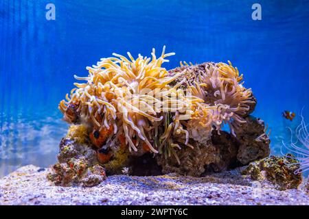 Seeanemonen in einem Aquarium in Kapstadt, Südafrika Stockfoto