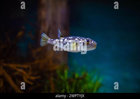 Amblyrhynchotes honckenii Evileye Pufferfisch Stockfoto