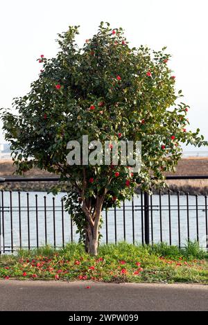 Ein Kamelienbaum am Fluss in Japan Stockfoto