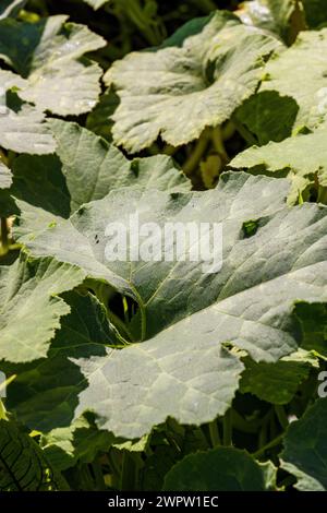 Nahaufnahme der Blätter einer Kürbispflanze in einem Bauernhof in den östlichen Andenbergen Zentral-Kolumbiens. Stockfoto
