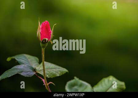 Makrofotografie einer roten Rosenknospe auf grünem Hintergrund, aufgenommen in einem Garten in den östlichen Andenbergen Zentral-Kolumbiens. Stockfoto