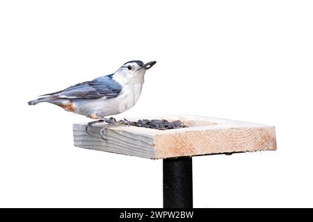 Ein weißbrüsiger Nuthatch sitzt oben auf einem Sonnenblumenkernfutter. Weißer Hintergrund. Stockfoto