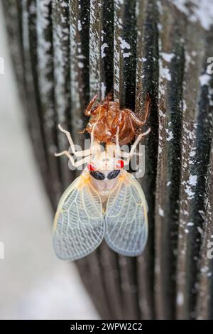 Eine langsame Albino cicada taucht aus ihrer Schale auf, während sie an einer Vase hängt. Stockfoto