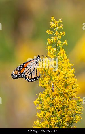 Ein Monarch-Schmetterling und Ailanthus-Webworm-Motte ernähren sich beide von einer Goldenrod-Blume Stockfoto