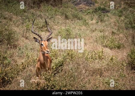 Impalas kämpfen im Nationalpark in Tansania Stockfoto