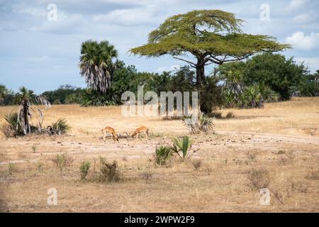 Impalas kämpfen im Nationalpark in Tansania Stockfoto