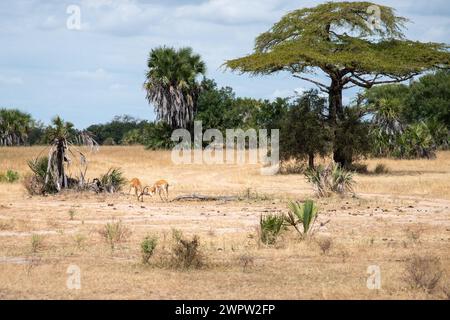 Impalas kämpfen im Nationalpark in Tansania Stockfoto