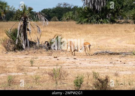 Impalas kämpfen im Nationalpark in Tansania Stockfoto