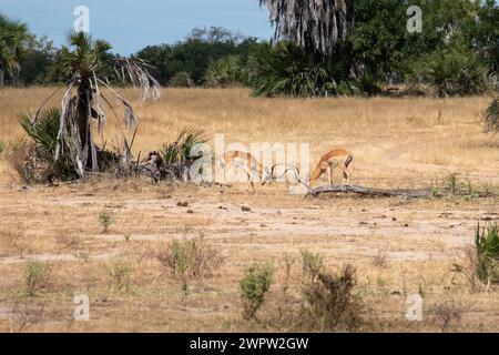 Impalas kämpfen im Nationalpark in Tansania Stockfoto