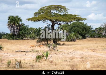 Impalas kämpfen im Nationalpark in Tansania Stockfoto