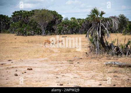 Impalas kämpfen im Nationalpark in Tansania Stockfoto