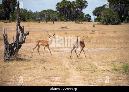 Impalas kämpfen im Nationalpark in Tansania Stockfoto