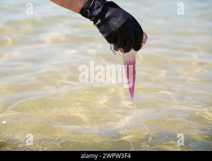 Eine Taucherhand, die eine violette Qualle aus dem Wasser zieht. Invasionsgefahr am Strand. Pelagia noctiluca Stockfoto