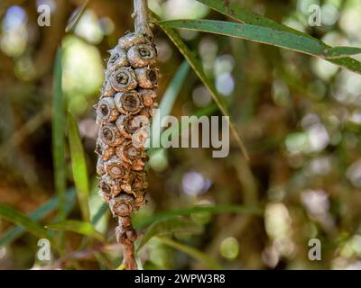 Makrofotografie der Samenkapsel des Teebaums, aufgenommen in einem Garten in der Nähe der Kolonialstadt Villa de Leyva im Zentrum Kolumbiens. Stockfoto