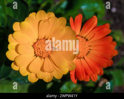 Nahaufnahme von zwei Ringelblumen, aufgenommen auf einer Farm in den östlichen Andenbergen in Zentral-Kolumbien. Stockfoto