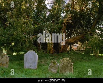 Long Sutton, All Saints Church, Odiham, Basingstoke, Hants. Blick auf die Hollow Eibe auf dem Hügel auf N of Church, ein alter Eibenbaum, hohl, schwer beschädigt Stockfoto