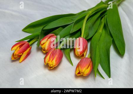 Ein Blumenstrauß aus fünf roten und gelben Tulpen Stockfoto