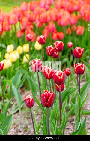 Rote Tulpe mit weißen Randblumen mit grünen Blättern blühend auf einer Wiese, Park, Blumenbeet im Freien. Tulpenfeld, Natur, Frühling, floraler Hintergrund, flo Stockfoto