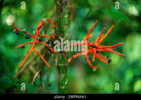 Epiphytenarten, die auf einem Baum im Arenal Volcano Nationalpark in der Nähe von La Fortuna, San Carlos, Costa Rica wachsen Stockfoto