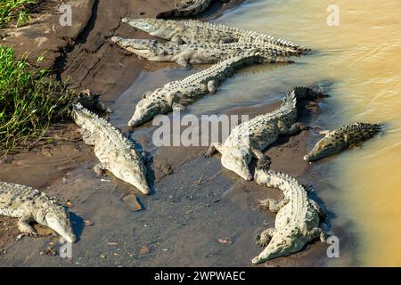 Amerikanisches Krokodil im Tortuguero-Nationalpark. Costa Rica. Morelet'sches Krokodil, Crocodylus moreletii Stockfoto