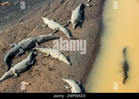 Amerikanisches Krokodil im Tortuguero-Nationalpark. Costa Rica. Morelet'sches Krokodil, Crocodylus moreletii Stockfoto