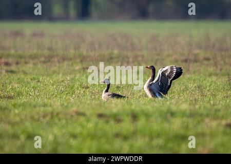 Eine Gruppe wilder Gänse Stockfoto