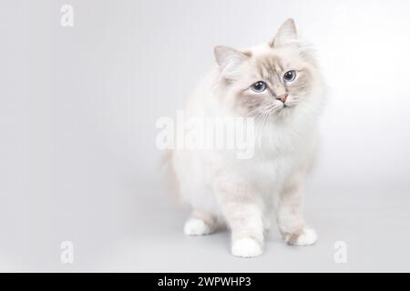 Porträt weiblicher Birma-Katze auf Hintergrund im Atelier Stockfoto