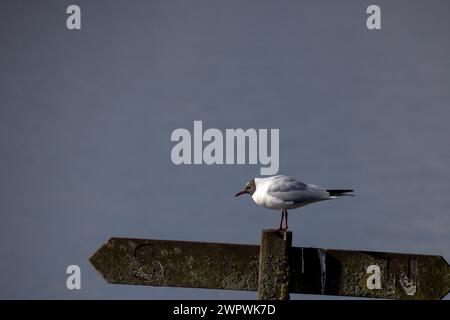 Die schwarze Möwe steht auf einem Schild im Wasser auf dem Hauptsee am Pennington Flash Stockfoto