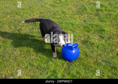 Kleiner Tricolor Border Collie Welpe spielt draußen auf einem Feld Stockfoto