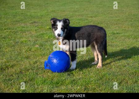 Kleiner Tricolor Border Collie Welpe spielt draußen auf einem Feld mit einem Spielball Stockfoto