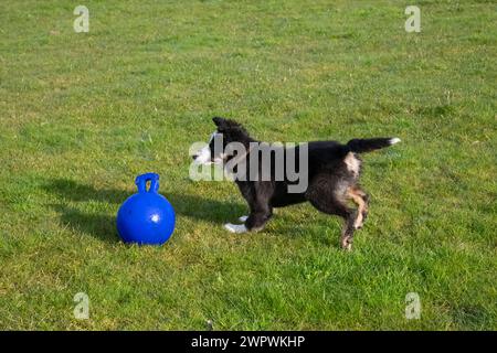 Kleiner Tricolor Border Collie Welpe spielt draußen auf einem Feld mit einem Spielball Stockfoto