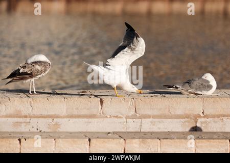 Die gelben Poren eines Kiefernboleten Suillus collinitus in Nadelstreu eines Aleppo-Kiefernholzes. Sein Mykorrhiza mit Kiefern, insbesondere Aleppo-Kiefer. Malta Stockfoto