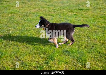 Kleiner Tricolor Border Collie Welpe spielt draußen auf einem Feld Stockfoto