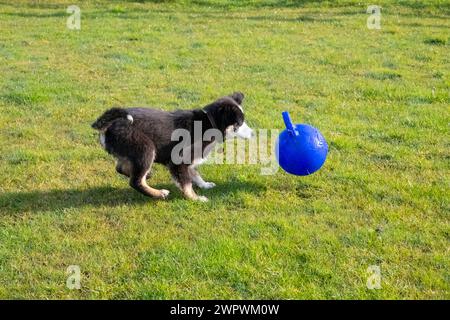 Kleiner Tricolor Border Collie Welpe spielt draußen auf einem Feld mit einem Spielball Stockfoto