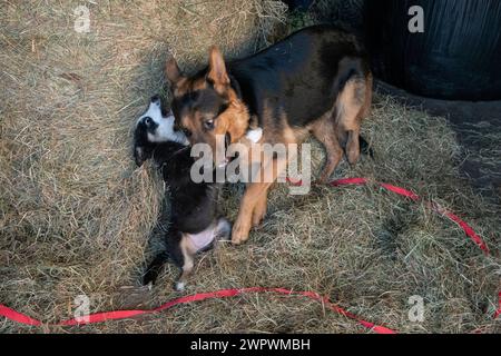 Kleiner Border Collie Welpe spielt mit einem großen Schäferhund neben einem Heuballen in einem Stallhof Stockfoto