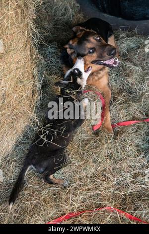 Kleiner Border Collie Welpe spielt mit einem großen Schäferhund neben einem Heuballen in einem Stallhof Stockfoto