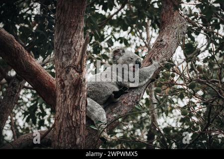 Koala auf der glatten Rinde eines großen Zweiges unter den Blättern eines Eukalyptusbaums in Magnetic Island, Townsville, Queensland, Australien Stockfoto
