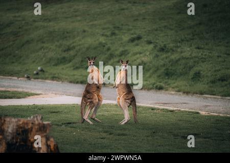 Macropus giganteus – zwei Eastern Grey Kängurus, die in Australien miteinander kämpfen. Tierduell im grünen australischen Wald. Kickboxen Stockfoto