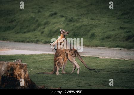 Macropus giganteus – zwei Eastern Grey Kängurus, die in Australien miteinander kämpfen. Tierduell im grünen australischen Wald. Kickboxen Stockfoto