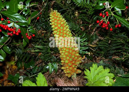 Gunnera cf tinctoria (chilenischer Rhabarber) ist in Chile und Argentinien beheimatet und wächst dort entlang der Bachränder. Stockfoto