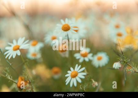 Schöne Kamillenblüten Wiese verschwimmt Nahaufnahme Stockfoto