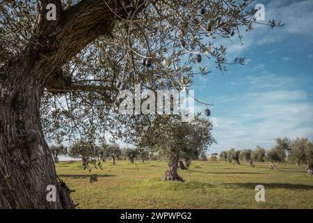 Olivenbäume in der Landschaft von Alentejo Portugal Stockfoto