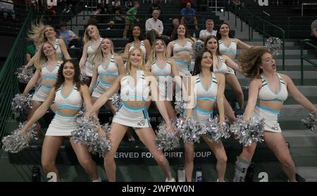 New Orleans, USA. März 2024. Die Tulane Green Wave Cheerleader treten am Freitag, den 8. März 2024, in der Fogleman Arena in New Orleans, Louisiana, während eines Basketballspiels der American Athletic Conference auf der Tribüne auf. (Foto: Peter G. Forest/SIPA USA) Credit: SIPA USA/Alamy Live News Stockfoto