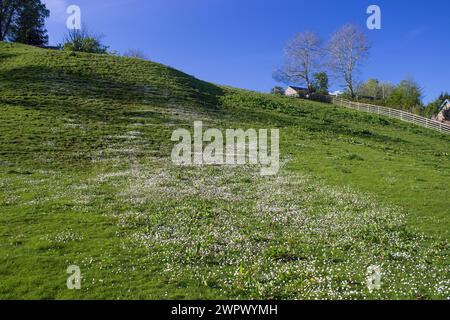 Eine Wiese voller zarter weißer Wildblumen, etwas außerhalb der Stadt Haltwhistle in England Stockfoto