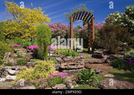 Holzlaube mit Gleditsia triacanthos inermis 'Sunburst' - Honig-Johannisbrot, Syringa meyeri 'Palibin' - Flieder, Physocarpus opulifolius. Stockfoto