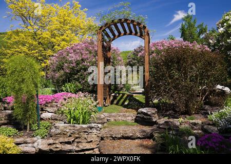 Holzlaube mit Gleditsia triacanthos inermis „Sunburst“ - Honig-Johannisbrot, Syringa meyeri „Palibin“ - Flieder, Physocarpus opulifolius. Stockfoto