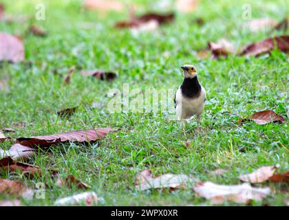 Ein Schwarzer Sternenkragen sitzt auf einem Ast in seinem asiatischen Lebensraum. Stockfoto